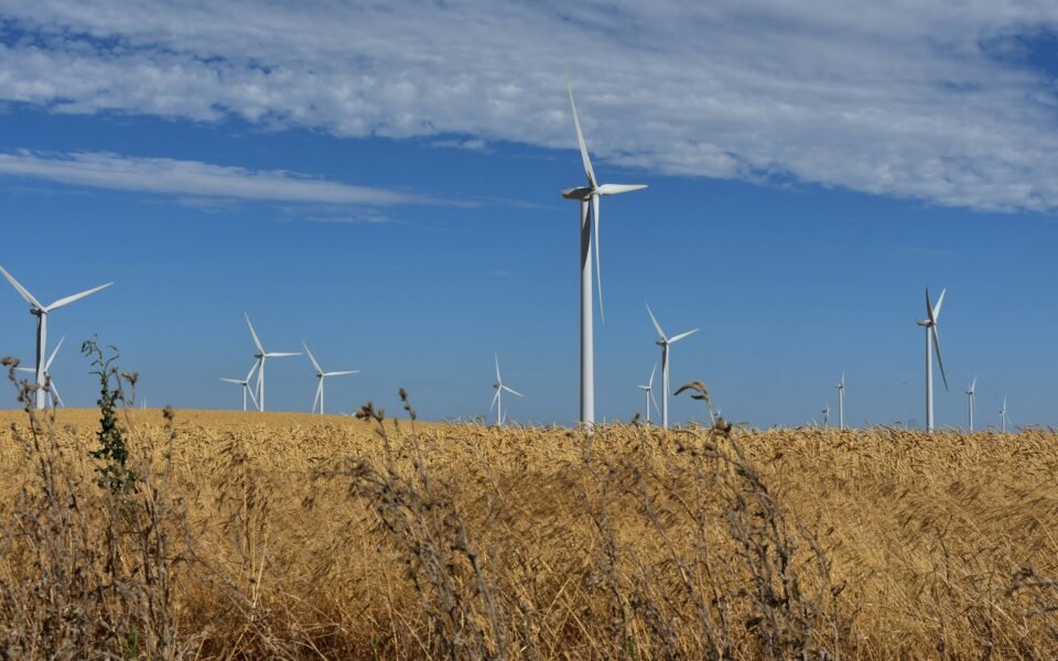 Campo de cereal maduro con aerogeneradores al fondo bajo cielo azul