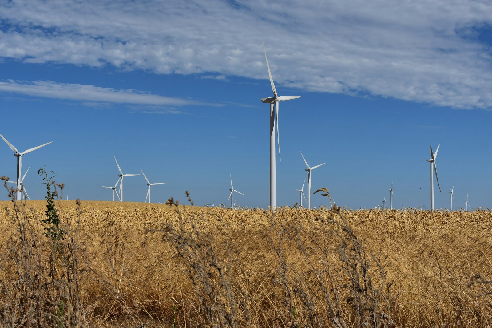 Campo de cereal maduro con aerogeneradores al fondo bajo cielo azul