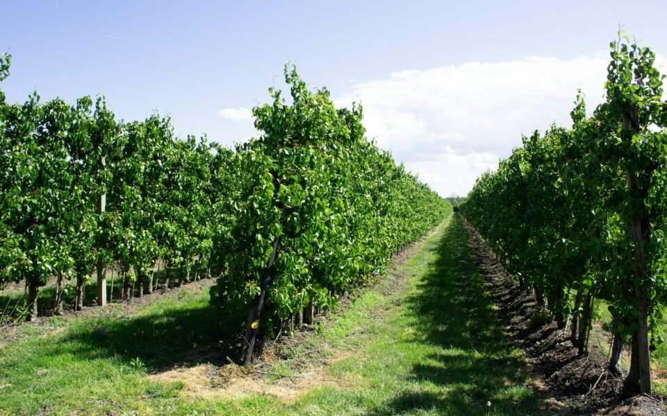Hileras de frutales en espaldera con hierba entre las calles